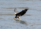 Eagle fishing